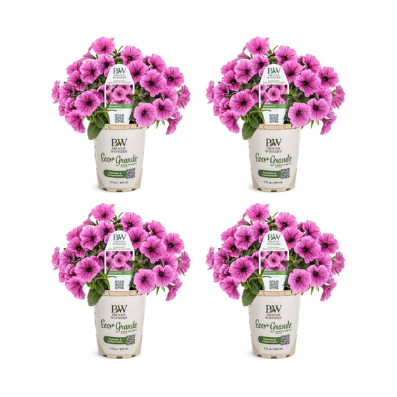 Proven Winners 4" Pink Supertunia Mini Vista Plum Veined Petunia Live Plant in 4.25" Pot (4 Count)