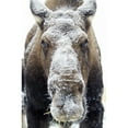 thumbnail image 2 of Moose face covered in snow;Yukon canada Poster Print, 2 of 4