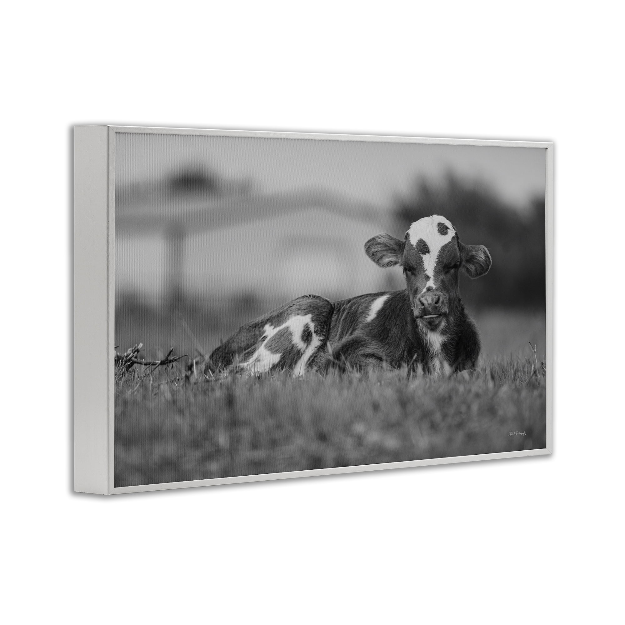 Stupell Industries Resting Cow in Grass Animals & Insects Photography White Framed Art Print Wall Art, 24 x 16