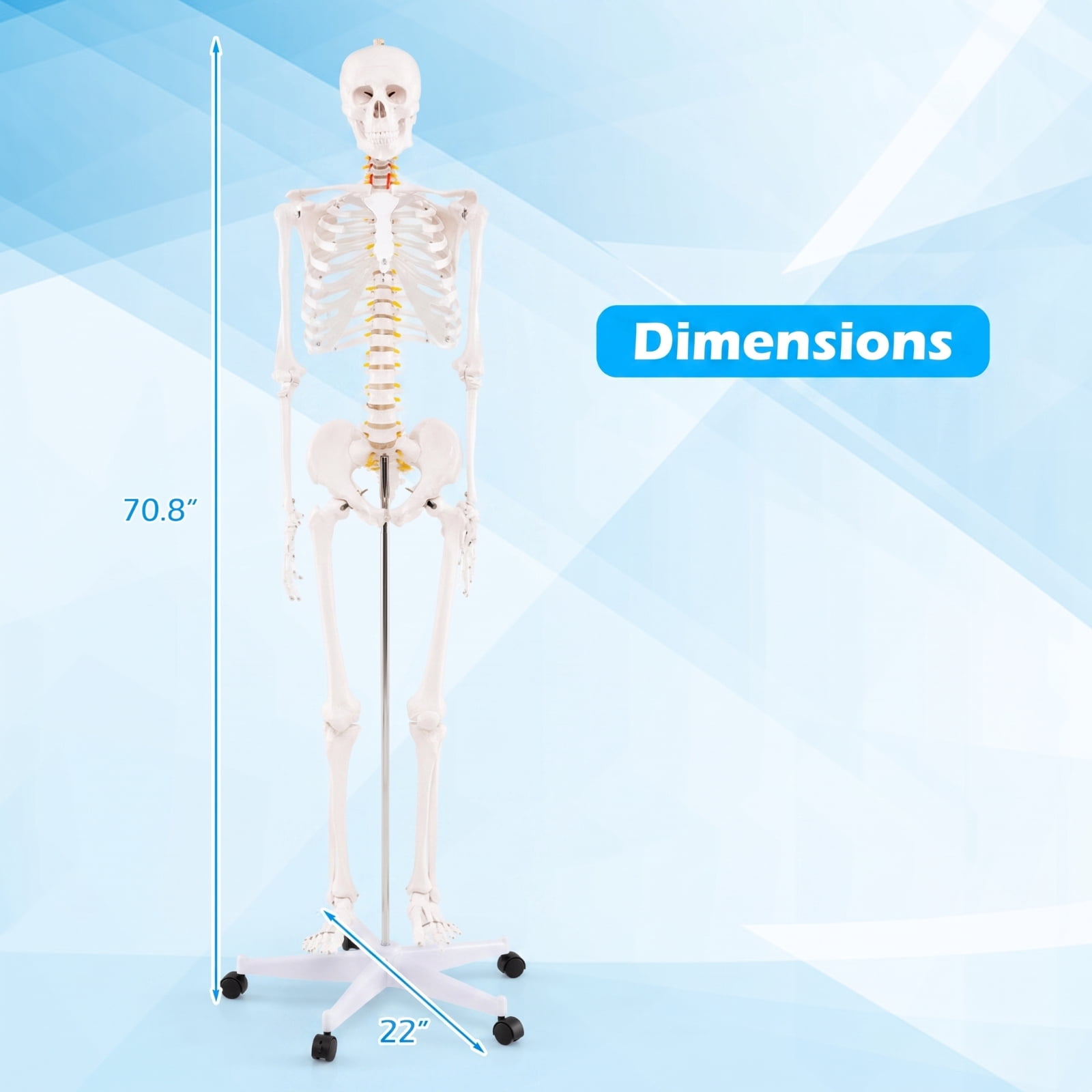 SUGIFT 70.8 Inch Life Size Human Skeleton Model for Anatomy with Removable Skull Cap Movable Jaw Extractable Teeth and 5 Claw Rolling Metal Base for Classroom