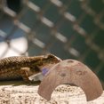 thumbnail image 4 of Shisuyan Reptile Hiding Hut Reptile Hideouts Coconut-shell Reptiles Natural Environment 3Pcs, 4 of 8