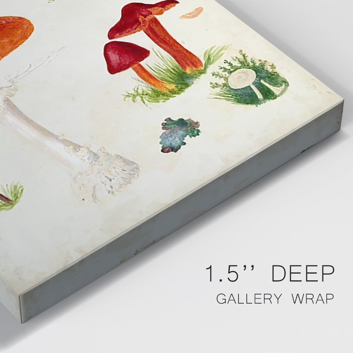 Mushroom Species VIII Premium Gallery Wrapped Canvas - Ready to Hang
