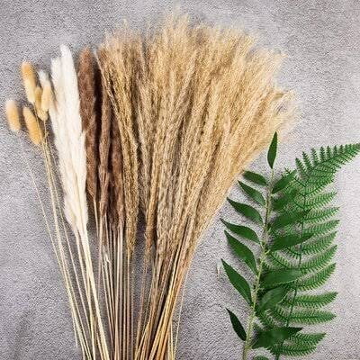 Dwarf Pampas Grass  3 Live Plants  Cortaderia Selloana Pumila  Compact Low Maintenance Drought Tolerant Ornamental Grass