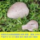 thumbnail image 1 of Caja de almacenamiento de llave de piedra de resina realista para un uso de roca falsa de uso de roca falsa para al aire libre para oficina de jardín y más, 1 of 5