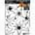 thumbnail image 4 of Amscan Halloween Spiders and Webs Vinyl Window Clings 14 Pieces, 4 of 4