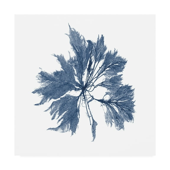 Trademark Fine Art 'Navy Seaweed I' Canvas Art by Vision Studio