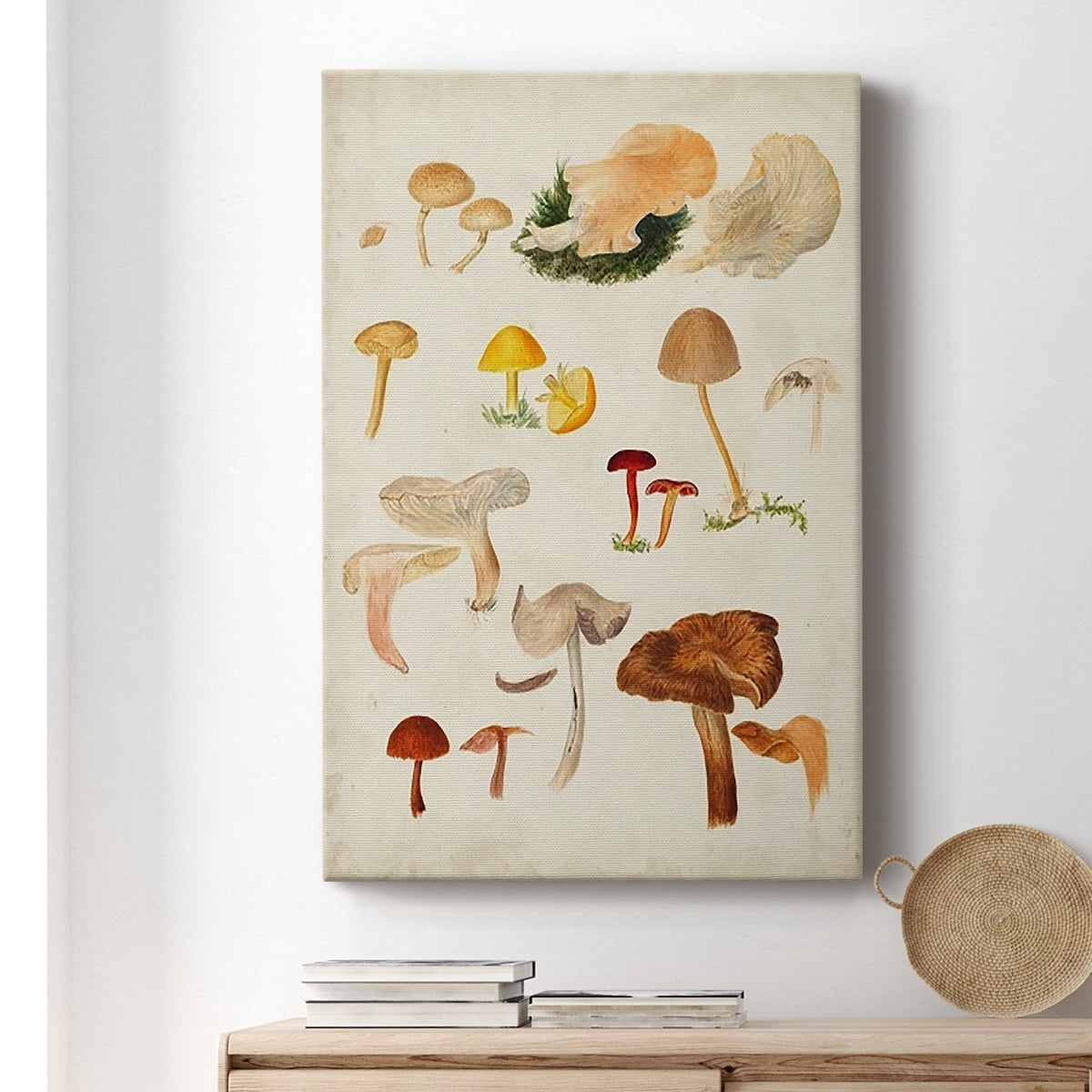 Mushroom Species XII Premium Gallery Wrapped Canvas - Ready to Hang