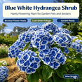 thumbnail image 2 of Hydrangea Shrub, Shade Plant for Gardens-Easy Grow-Low Maintenance-Ideal for Beds Borders, Plant Pots & Planters, 2 of 5