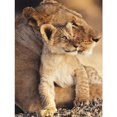 thumbnail image 2 of Cuadros Decorativos Completo redondo taladro diamante pintura mosaico animales serie Home Decors (E1324) Tmvgtek embutido en tela, 2 of 9
