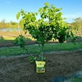 thumbnail image 4 of Coop Gro Organic Chicken Litter Fertilizer, 25 lb with OMRI-Certification for Plants and Gardens, 4 of 6
