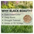 Jonathan Green 12002 Black Beauty Sun & Shade Grass Seed Mixture, 3 Lb
