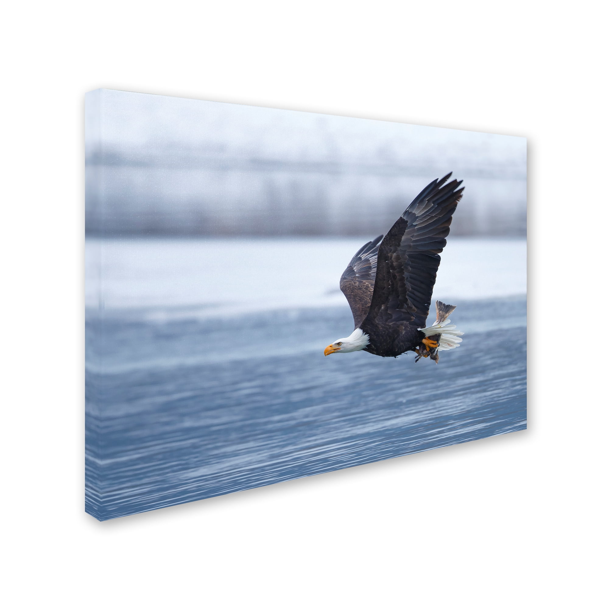 Shlomo Waldmann 'Bald Eagle' Canvas Art