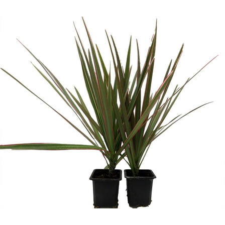Bicolor Dragon Tree - Dracaena marginata - 2 Plants in 3" Pots