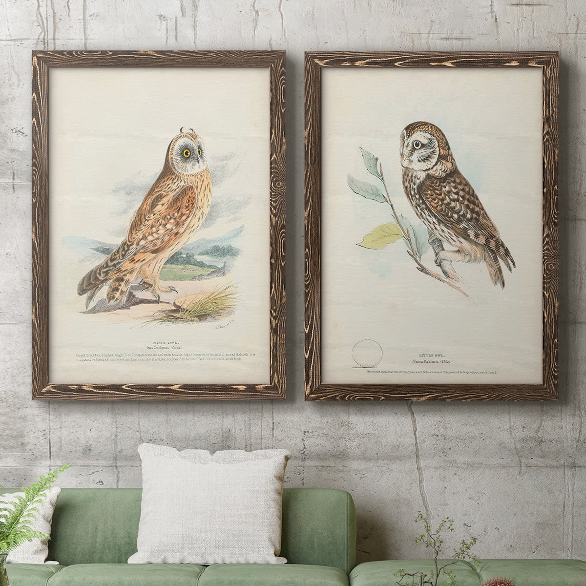 Hawk Owl - Premium Framed Canvas 2 Piece Set - Ready to Hang