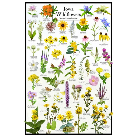 Iowa Wildflowers Poster - Native Prairie Blooms - Educational Science Chart of Iowa Flowers