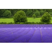 Lavender Common English Nice Garden Flower 200 Seeds By Seed Kingdom