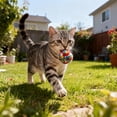 thumbnail image 3 of Plush Ball Toy, Soft And Lightweight, Keeps Pet Entertained And Entertained.,Pet Toys for Self Play,Gifts for Pets and Pet Lovers(A), 3 of 5