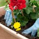 thumbnail image 5 of Paquete de 12 trampas adhesivas para moscas de la fruta y mosquitos, aptas para interiores y exteriores, protegen las plantas, no tóxicas e inodoras., 5 of 5
