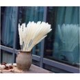 thumbnail image 2 of 30/60 piezas flores secas naturales Vhermosa ramo de boda phragmites communis decoración del hogar blanco, 2 of 7
