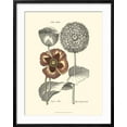thumbnail image 2 of Art.com Tinted Floral II Art Print by Besler Basilius, Black Frame Wall Art, 23" x 29", 2 of 5
