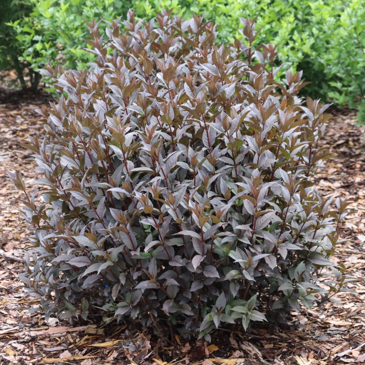 Proven Winners ColorChoice 6" Black Kodiak Jet Black Bush Honeysuckle Live Plant in 7.5" Pot