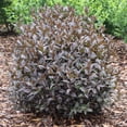 thumbnail image 5 of Proven Winners ColorChoice 5" Black Kodiak Jet Black Bush Honeysuckle Live Plant in 4.5" Pot (4 Count), 5 of 6