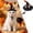 Black3, variant on Witch Cat Dog Halloween Outfit Hat with Bow, Soft Pet Clothes Hats for Cats and Small Dogs, Spandex Form-Fitting Comfort for Parties Parades Photo