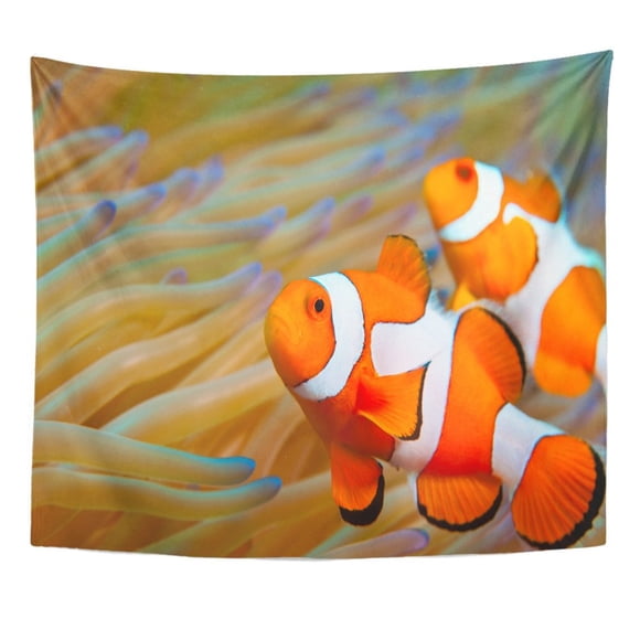 JSDART Colorful Reef Clown Fish In Indonesia Tropical Coral Anemone Underwater Scuba Sea Wall Art Hanging Tapestry Home Decor for Living Room Bedroom Dorm 51x60 inch