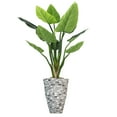 thumbnail image 1 of Vintage Home Artificial Faux Real Touch 5.59 Feet Tall Philodendron Erubescens With Fiberstone Planter, 1 of 6