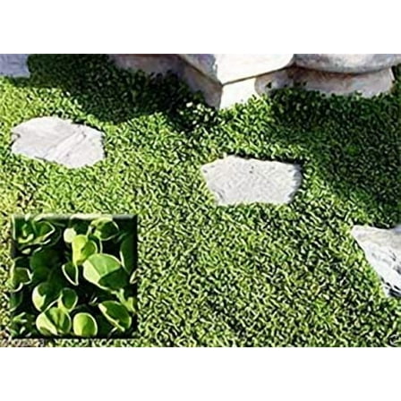 Dichondra Seed (Dichondra Repens) Ground Cover,1 MVR1 lb of seed per 500 square feet.(1 lb)