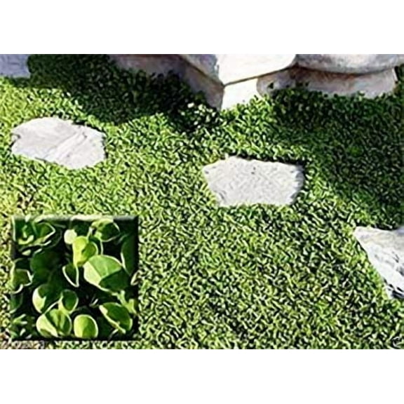 Dichondra Seed (Dichondra Repens) Ground Cover,1 MVR1 lb of seed per 500 square feet.(1 lb)