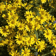 thumbnail image 2 of Everwilde Farms - 2000 Showy Goldeneye Native Wildflower Seeds - Gold Vault Jumbo Bulk Seed Packet, 2 of 3