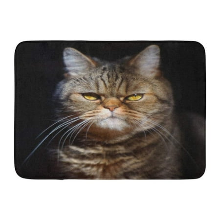 KDAGR Blue Meme Grumpy Tabby Serious British Cat on Orange Angry Crazy Face Doormat Floor Rug Bath Mat 23.6x15.7