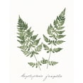 thumbnail image 2 of Wild Apple Portfolio 20x24 Black Ornate Wood Framed with Double Matting Museum Art Print Titled - Vintage Ferns VII no Border White, 2 of 4