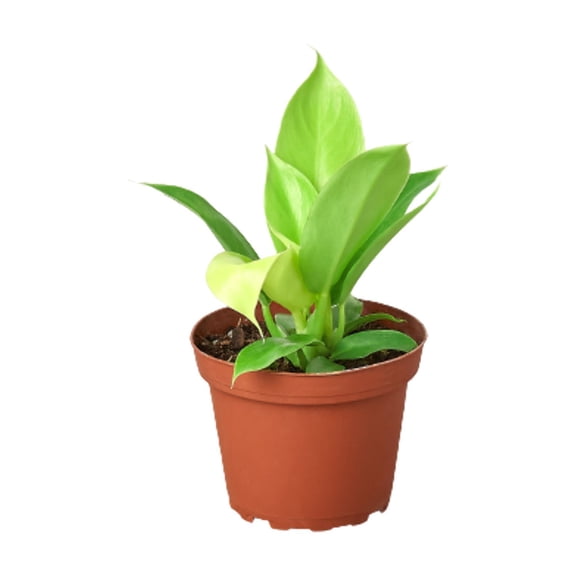 Philodendron 'Moonlight', 4" Pot, Indoor Houseplant, Easy Care, Live Plant for Indoor & Outdoor