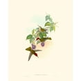 thumbnail image 3 of Gould, John 12x14 Black Modern Framed Museum Art Print Titled - Hummingbird Delight XII, 3 of 5