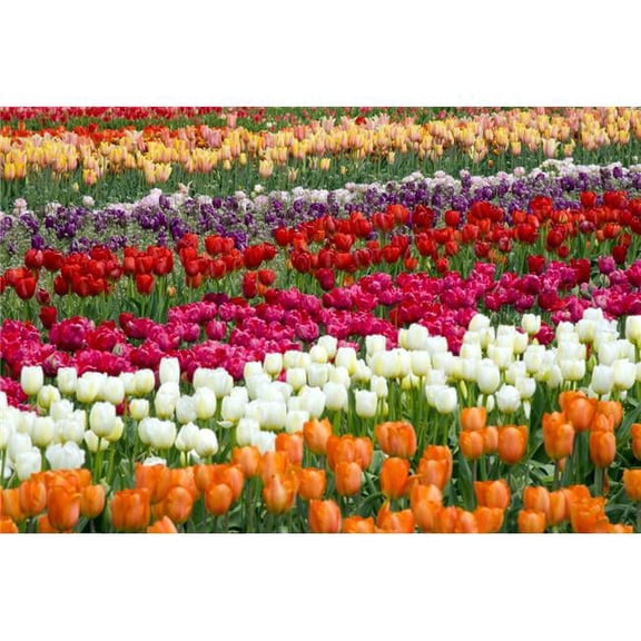 A Tulip Field Poster Print - 20 x 13