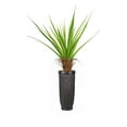 thumbnail image 1 of 65" Tall Agave Tree Artificial Decorative Faux With Cocoa Skin In Planter By Minx NY, 1 of 3