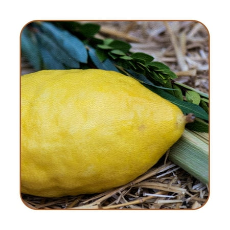 

OWNTA Sukkot Lulav Etrog Pattern Premium 6-Piece Square Coaster Set in Microfiber Leather - Non-Slip & Absorbent Cup Mats