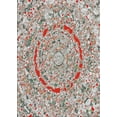 thumbnail image 1 of Ahgly Company Indoor Rectangle Patterned Chestnut Brown Novelty Area Rugs, Swatch Sample, 1 of 6