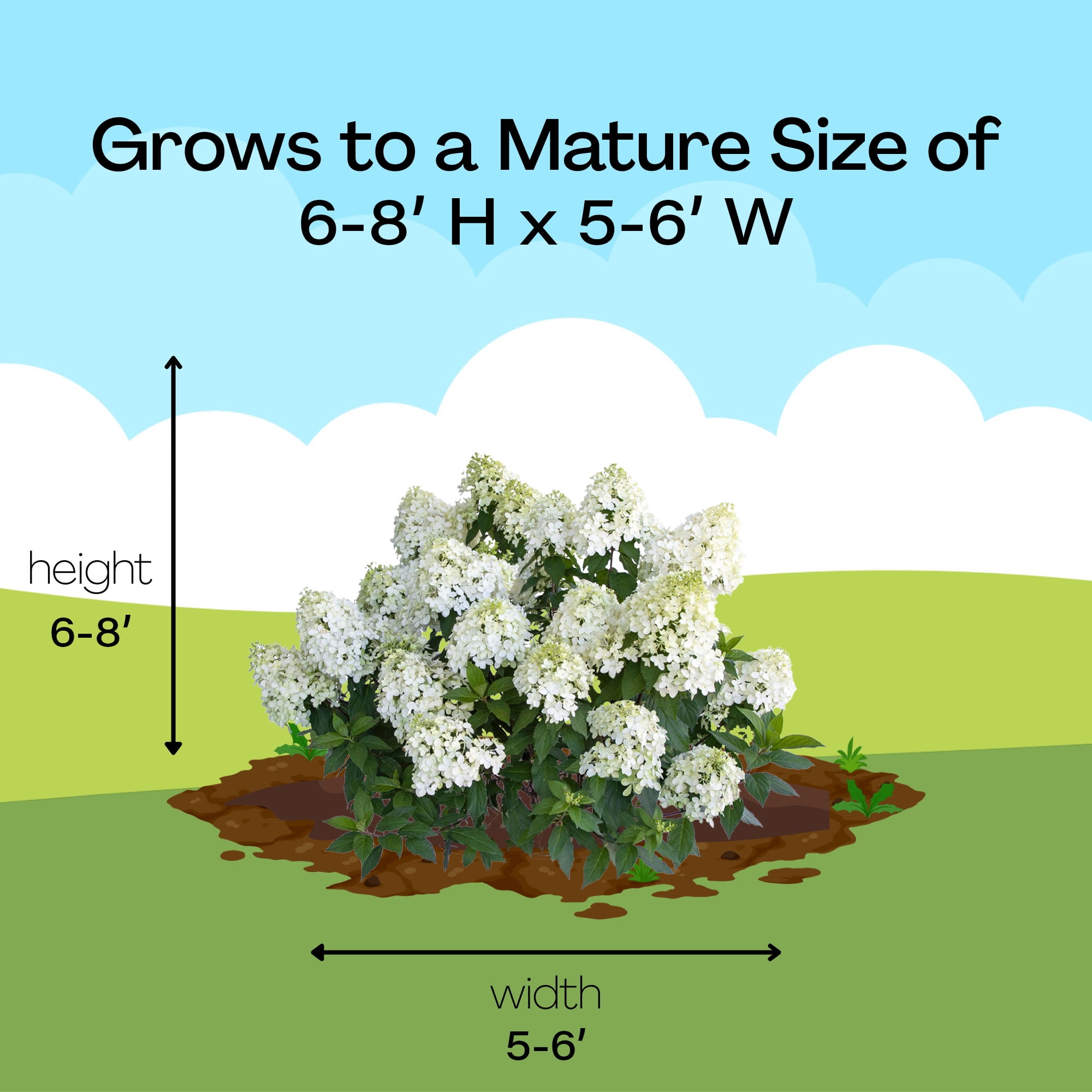 Proven Winners ColorChoice Quick Fire Fab Hydrangea (5 Gallon)