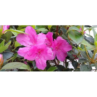 Azalea Shrub, Purple Formosa Flower, 3 Inch Pot