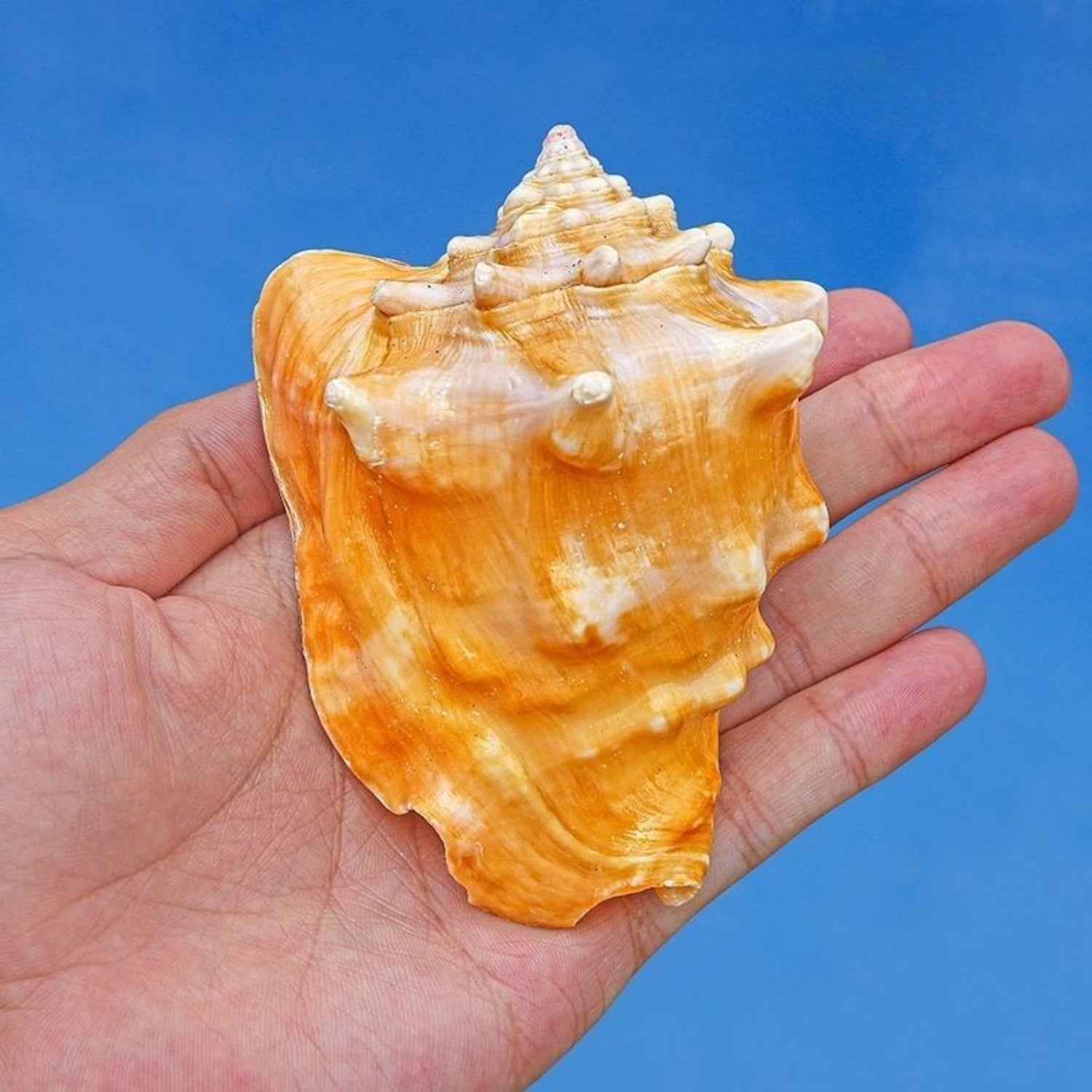 Pink Conch Shell Large 9 to 10cm Natural Sea Shell Aquarium Decor Coastal Ornament Handmade Gift Display