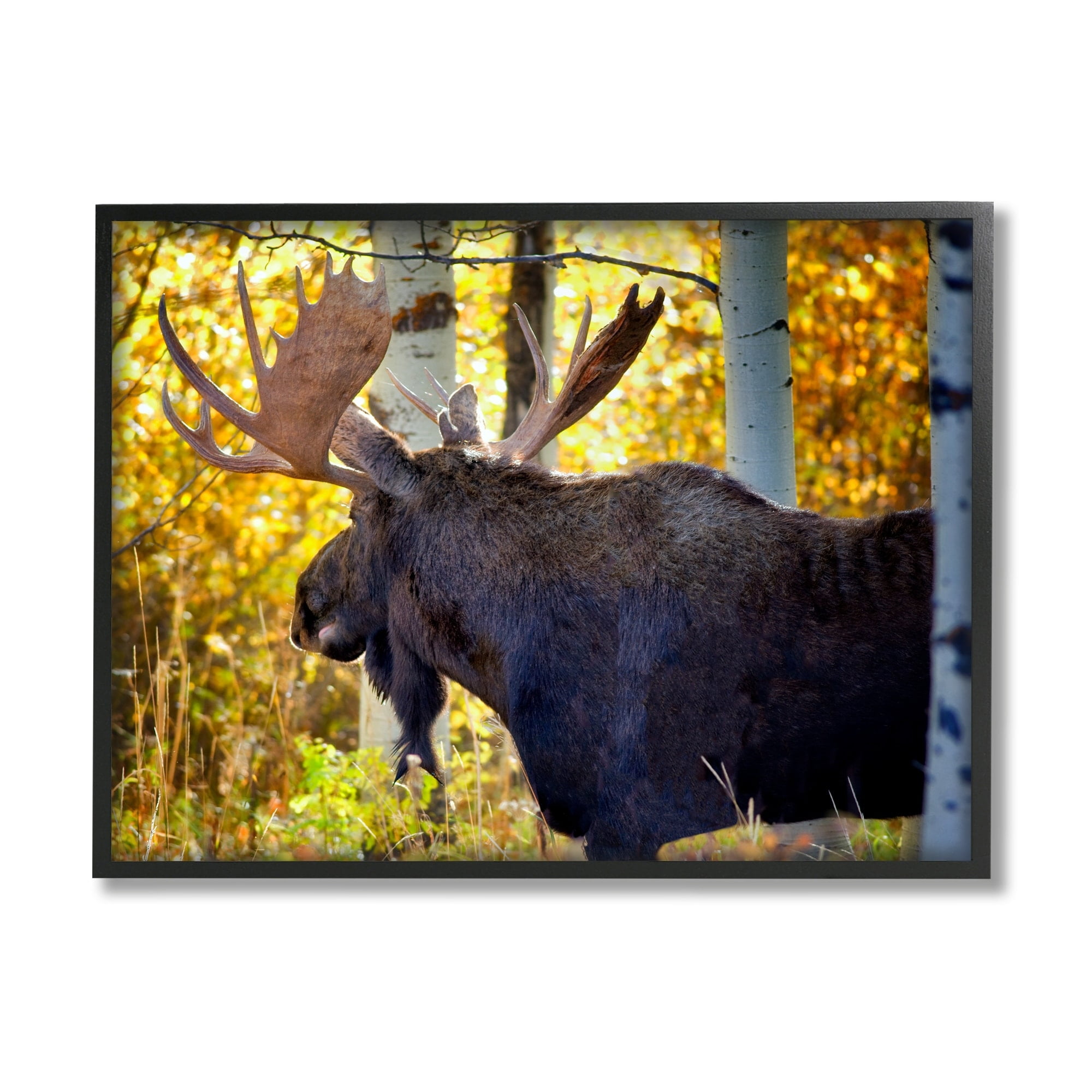 Stupell Industries Moose Photography Autumn Foliage Animals & Insects Photography White Framed Art Print Wall Art