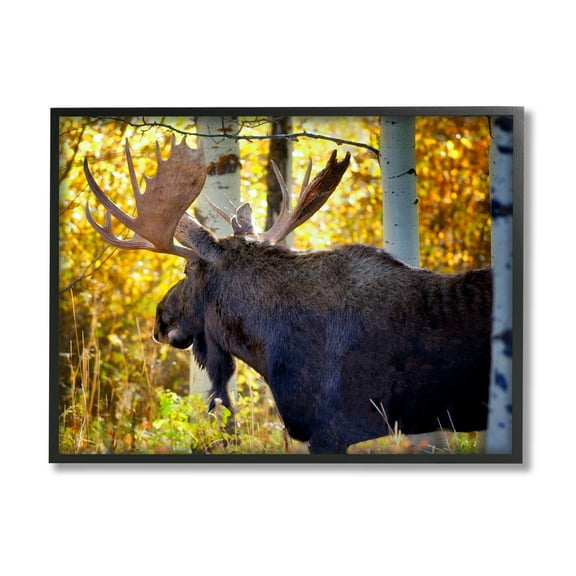 Stupell Industries Moose Photography Autumn Foliage Animals & Insects Photography Black Framed Art Print Wall Art