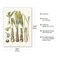 thumbnail image 2 of Rio Grande Palmetto Palm Tree (Sabal Mexicana) - Roots and Seed - Vintage Botanical Illustration by Carl Friedrich Philipp von Martius c.1820s - Master Art Print 10in x 14in, 2 of 4