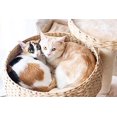 thumbnail image 4 of Petpals PP9058A Recycled Paper Cat Lounger, 4 of 5