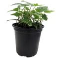 thumbnail image 6 of Ivy Plant Live Fast-growing, Potted 3-5" in Tall, Climbing Indoor Outdoor Houseplant, Easy Care Trailing Vine, Fast Growing Small Starter Plant for Home Office Décor (Variegated English Ivy), 6 of 6