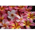 thumbnail image 2 of Pink Plumeria Flowers Wall Mural by Wallmonkeys Peel and Stick Graphic (36 in W x 24 in H) WM46797, 2 of 4