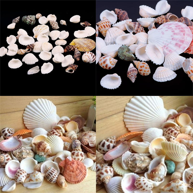 Welsh Mixed Assorted Sea Shells Craft Beach Seashells Aquarium 40 Shells 200g 